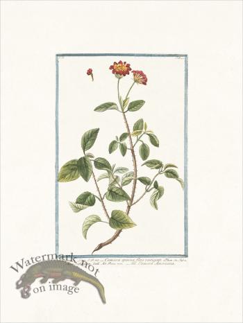 Bonelli 194 Jamaican